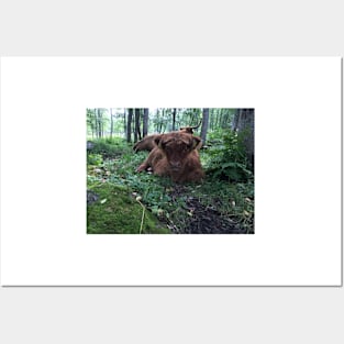 Scottish Highland Cattle Cow and Calf 1501 Posters and Art